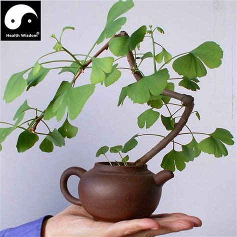 Ginkgo biloba is dioecious, meaning that male and female parts are contained in separate flowers that grow on separate trees. Dried Chinese Ginkgo Biloba Tree Fruits Nurtual Herbal ...