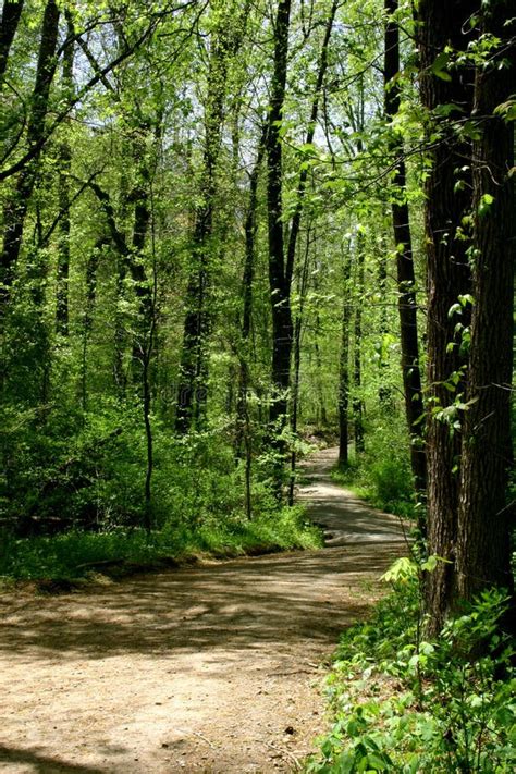 Forest Trail In Spring Stock Photo Image Of Nature Exercise 142026
