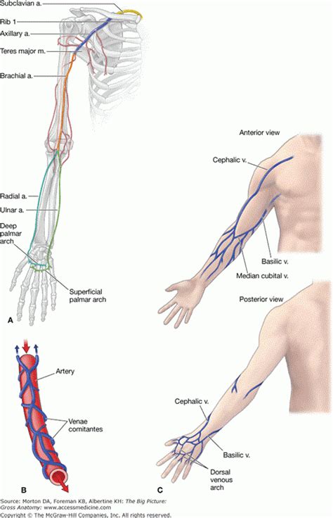 Chapter 29 Overview Of The Upper Limb Basicmedical Key