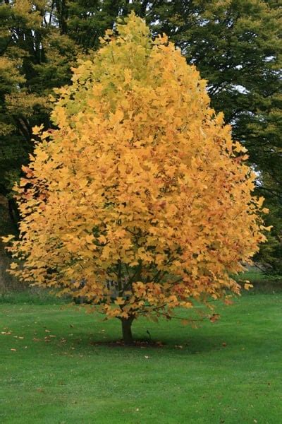 Buy Tulip Tree Liriodendron Tulipifera £6399 Delivery By Crocus