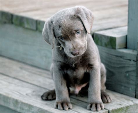If you're interested in silver lab puppies but have questions, read on. Silver lab puppy | Labradors | Pinterest