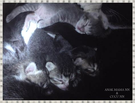 Kucing bakal tunjukkan 6 tanda ini kalau hendak melahirkan. ~Nor Nora~: Persediaan Kucing Nak Beranak