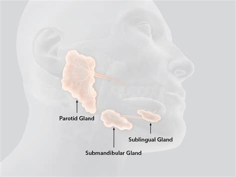 Anatomy Of Salivary Gland Diagram
