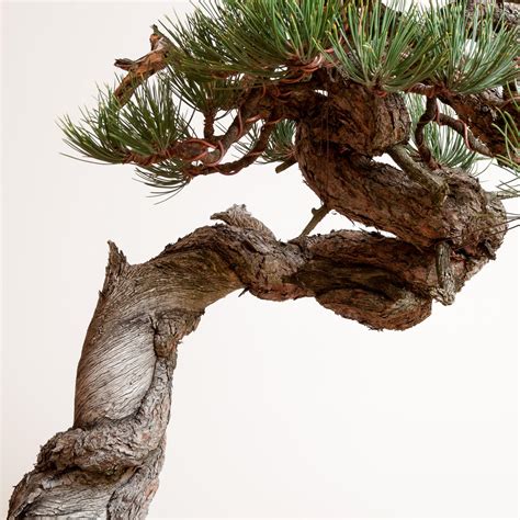 Ponderosa Pine No 7 Bonsai Mirai