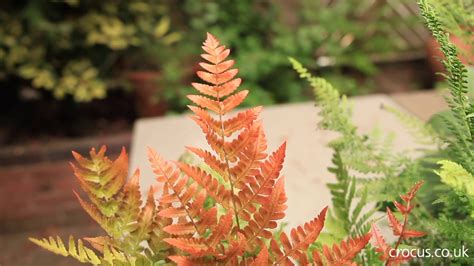 What To Plant With Ferns In A Shady Border Youtube