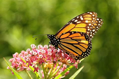 Milkweed For Monarchs Knoch Knolls Nature Center