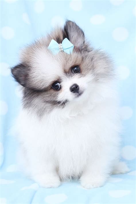 Tiny Pomeranian Puppy At Teacups Puppies And Boutique Puppies