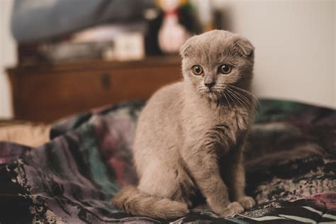 Scottish Fold Cat Pictures And Information Cat