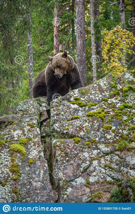 Brown Bear On A Rocks Autumn Season Natural Habitat Stock Image