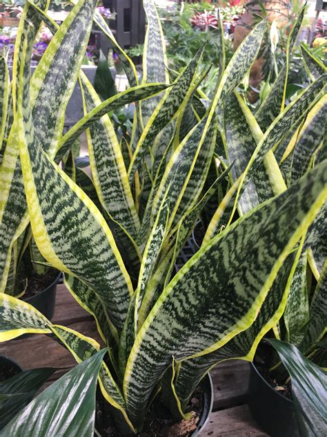 This hardy plant can thrive in any room with nearly any type of lighting. snake plant Archives - pegplant