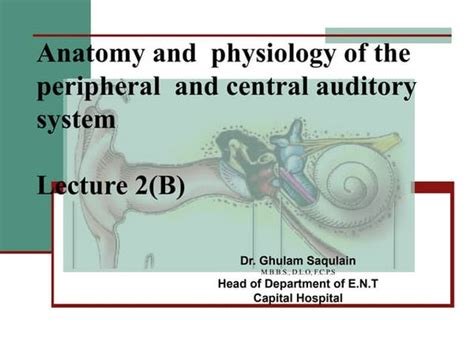 Anatomy And Physiology Of The Auditory System