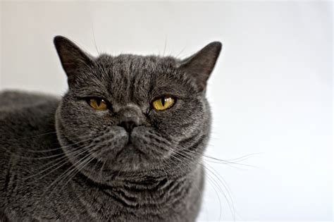 Grey British Shorthair Cat Portrait Free Image Download