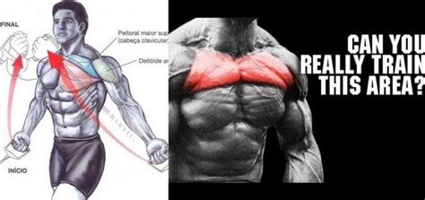 Understanding chest wall anatomy is paramount to any surgical procedure regarding the chest and is vital to any reco. 5 Ways to Build Upper Pecs | Body muscle anatomy, Muscle ...