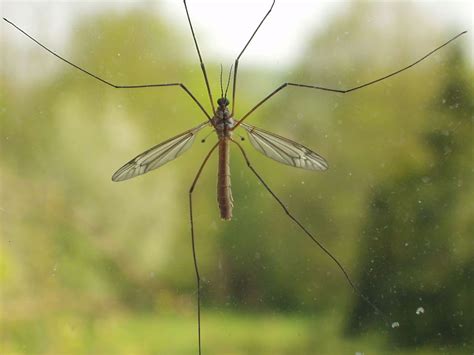 What Are The Insects That Look Like Giant Mosquitoes Chicago Land