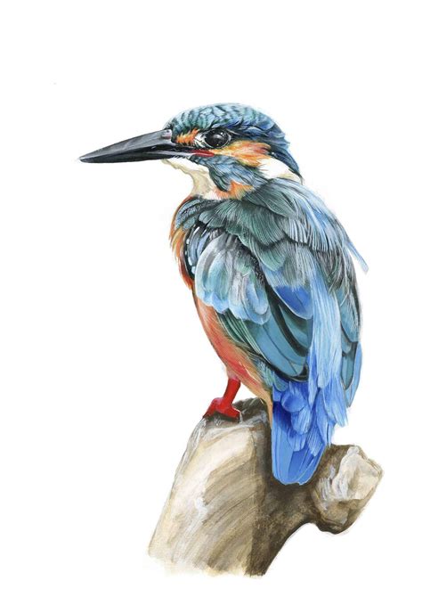 Kingfisher Art Print Illustration Bird Animal Art Bird Etsy