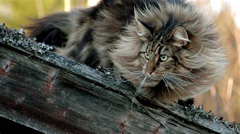 Fluffy Norwegian Forest Cat Wallpapers And Images Wallpapers