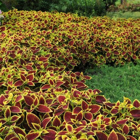 Coleus Premium Sun Santhi Online Plants Nursery