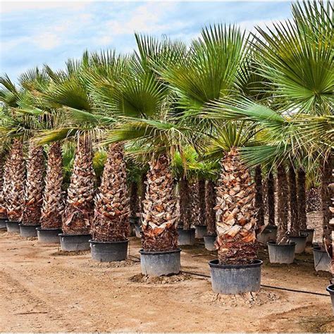 Washingtonia Palm Tree For Sale Kymberly Salas
