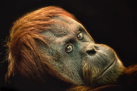 Top 10 Smartest Animals In The World Bbc Science Focus Magazine