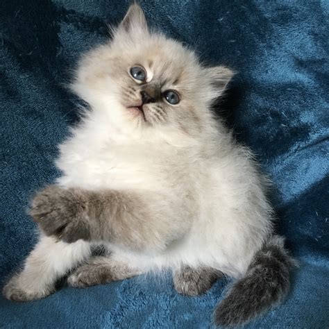 Find a siberian on gumtree, the #1 site for cats & kittens for sale classifieds ads in the uk. Kittens For Sale - Siberian Cats