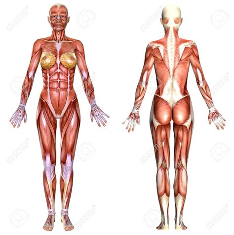 3d Anatomii Kobiecego Ciała Na Białym Zdjęcie Seryjne 56325522 Human Anatomy Female Human