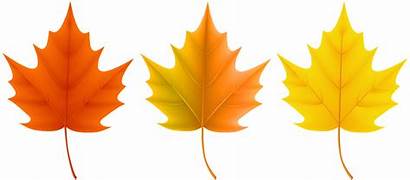 Leaves Autumn Clipart Fall Clip Leaf Transparent