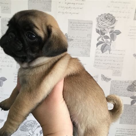 Edgar Our Pug 6 Weeks Old ️ ️ Pug Pictures Pugs Animals
