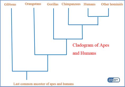 Difference Between Cladogram And Phylogenetic Tree Compare The