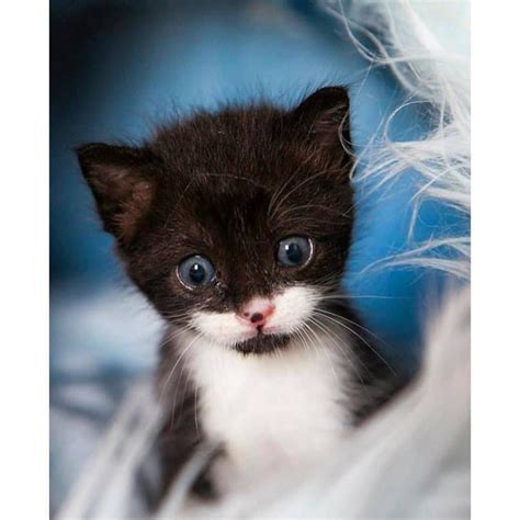 Blue Eyed Black And White Tuxedo Kitten Pretty Eyes Gorgeous Cats Fluffy Cat Tuxedo Kitten