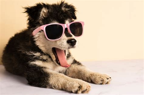 Cute Puppy With Sunglasses Yawning Photo Free Download