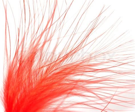 Red Feather On A White Background Macro Stock Image Colourbox