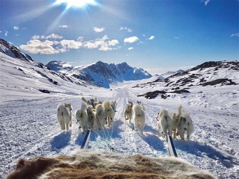 Dog Sledding The Act To The Viewpoint Guide To Greenland