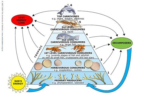 The food chain looks like this: Apex Predators and a Healthy Planet • Georgia Strait ...