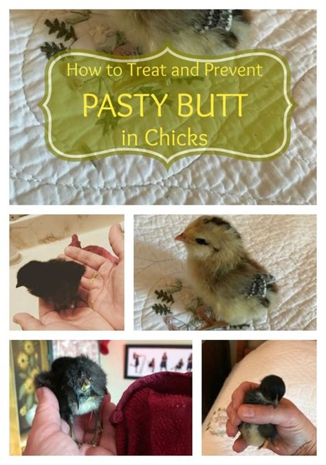 Pasty Butt How To Identify It Treat It And Prevent Pasty Butt All
