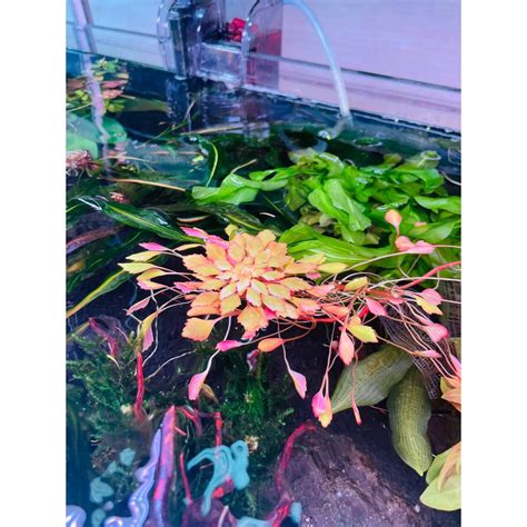 Live Aquatic Plant Ludwigia Sedioides Floater Plant Shopee Singapore