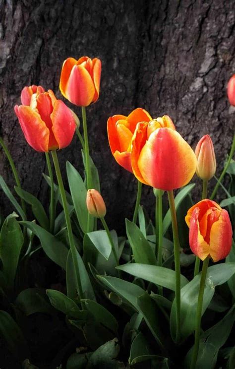 15 Orange Tulips 🧡 Discover The Beauty And Variety Of This Vibrant
