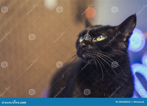 An Angelic Green Eyed Black Cat With Home Bright Lights In The