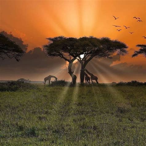 The Beautiful Plains Of Africa Random Africa Sunset African Sunset
