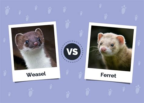 Weasel Vs Ferret The Key Differences With Pictures Hepper