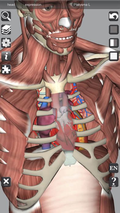 3d Anatomy Learning For Windows Pc And Mac Free Download 2022