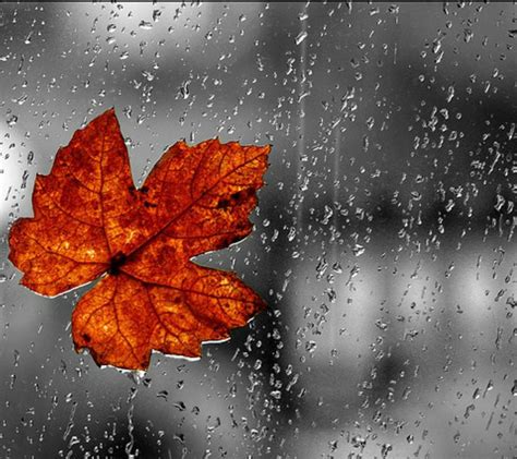 Rainy Days In Autumn Wallpapers Wallpaper Cave