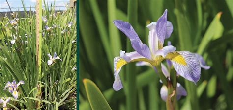 Harlequin Blue Flag Iris Johnsons Nursery Kb