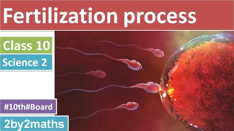 Science 2 Fertilization Process Reproduction In Humans Youtube