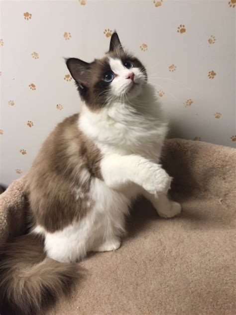 Our cattery breeds a large domestic cat breed called the ragdoll. Ragdoll Available Kittens San Diego CA | RAGBENCHER Ragdolls