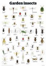 Pest Identification Texas Images