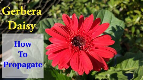 Simplest Way To Propagate Gerbera Daisy How To Grow And Care Gerbera