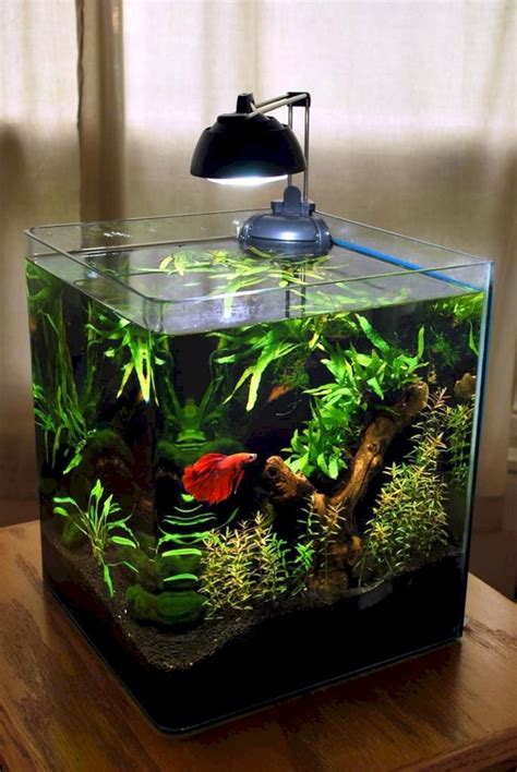 Breathtaking 50 Beautiful Small Aquarium Ideas To Increase Your Home