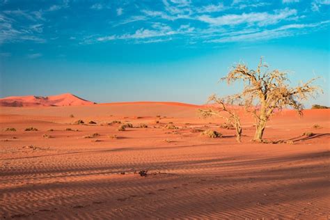 Premium Photo Sand Dunes In The Namib Desert At Dawn Roadtrip In The