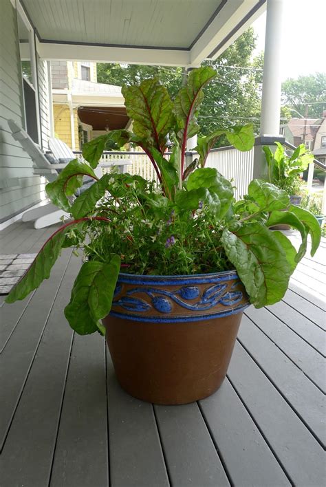 See more ideas about flower pots, container gardening, plants. Less Noise, More Green: Edible Landscaping: filling ...