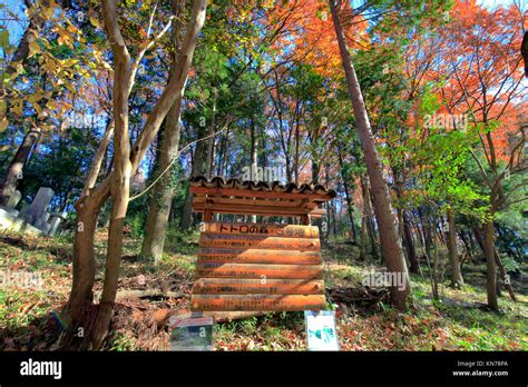 Totoro Forest No3 In Sayama Hills In Tokorozawa City Saitama Japan